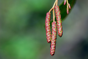 Image showing Natural seed