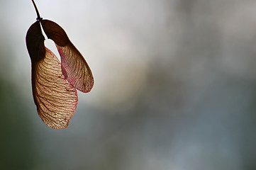 Image showing Maple Tree Seeds