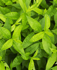 Image showing green leaf background 