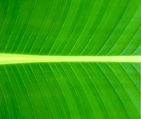 Image showing Texture of a green leaf background