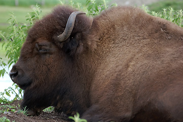 Image showing Buffalo