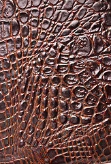 Image showing Crocodile skin texture