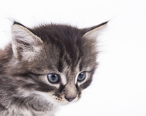 Image showing kitten on a white background