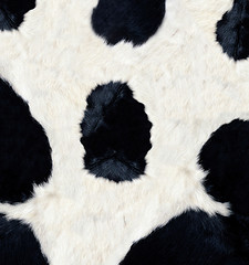 Image showing Cow skin texture