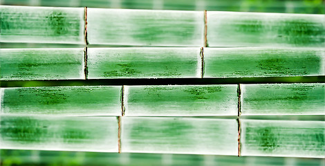 Image showing bamboo background