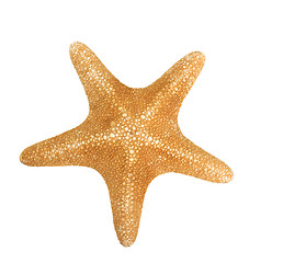 Image showing orange seastar isolated