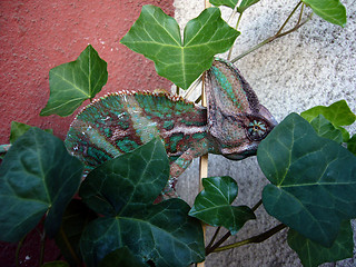 Image showing Chameleon on Ivy