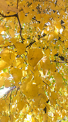 Image showing Beautiful Colorful Autumn Leaves 