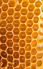 Image showing Honeycomb