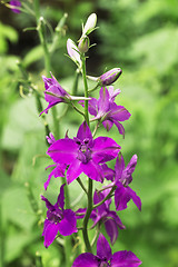 Image showing Flowerbed with sage flowers