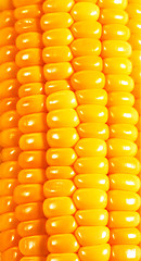 Image showing Sweet corn background