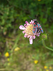 Image showing Insect on flower