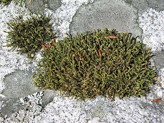 Image showing Moss 2