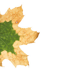 Image showing Lonely yellow leaf of a plane tree