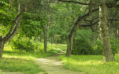 Image showing Path in forest. 