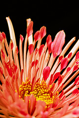 Image showing red flower on a black background