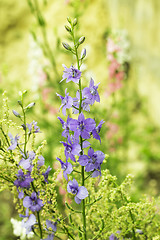 Image showing Flowerbed with sage flowers 