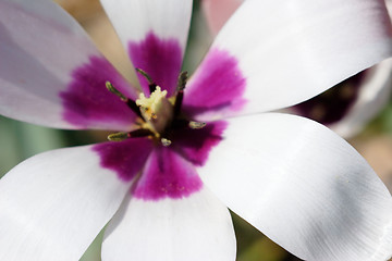 Image showing White purple flower