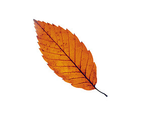 Image showing Autumn maple leafs background