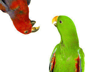 Image showing beautiful red and green macaw parrots