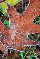 Image showing Frosty leaves