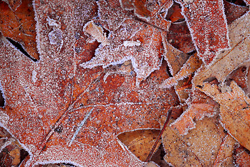 Image showing Frosty leaves