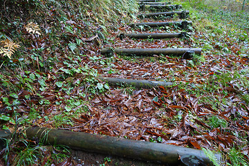 Image showing Wooden trunk steps in autumn forest