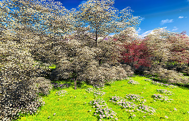 Image showing Apple trees blossom in spring