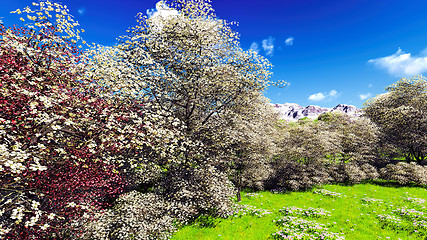 Image showing Apple trees blossom in spring