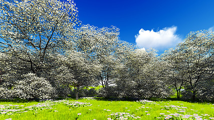 Image showing Apple trees blossom in spring