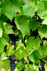 Image showing Grapes