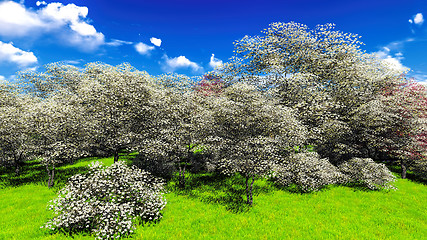 Image showing Apple trees blossom in spring