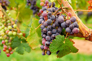 Image showing Red grapes