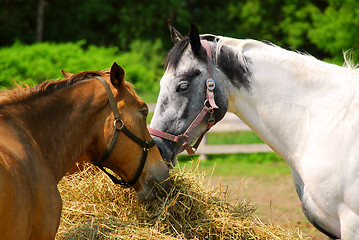 Image showing Horses at the ranch