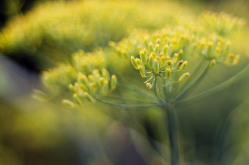 Image showing Fennel blossom