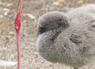 Image showing Young flamingo