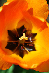 Image showing Tulip