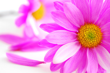 Image showing Pink flowers