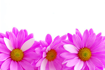 Image showing Pink flowers