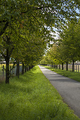 Image showing Rural road lined with leafy green trees