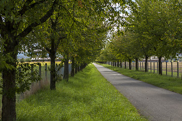 Image showing Rural road lined with leafy green trees