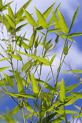 Image showing Close Up of Green Plant Against Cloudy Blue Sky