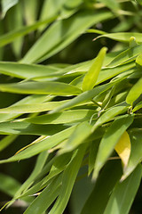 Image showing Close Up of Green Plant Against Cloudy Blue Sky