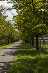 Image showing Rural road lined with leafy green trees