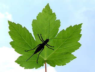 Image showing Maple leaf with bush cricket