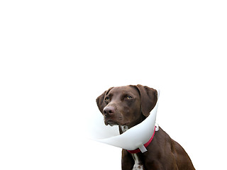 Image showing Brown dog with ruff on white background