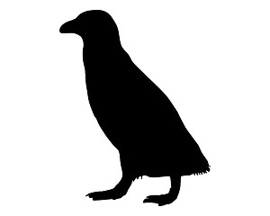 Image showing Penguin silhouette