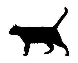 Image showing Cat on white