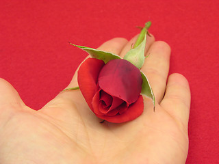 Image showing Red rose bud in an open hand on red felt background