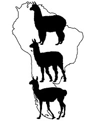 Image showing Lama, Guanaco, Alpaca